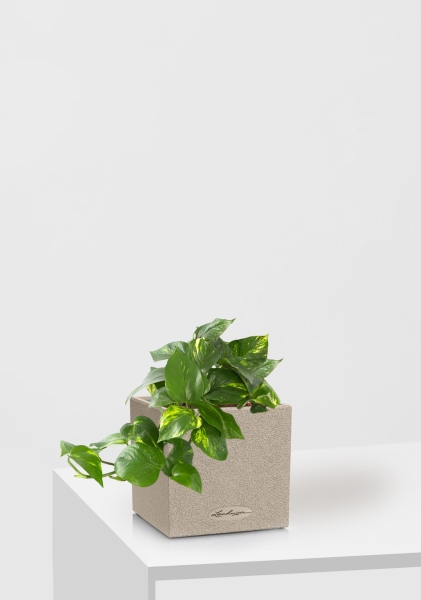 Сциндапсус Ауреум в CANTO STONE 14 Сциндапсус Ауреум в CANTO STONE 14