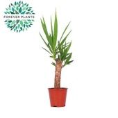 Юкка 1 ствол 30см Stem d14 см 60 см тип 2