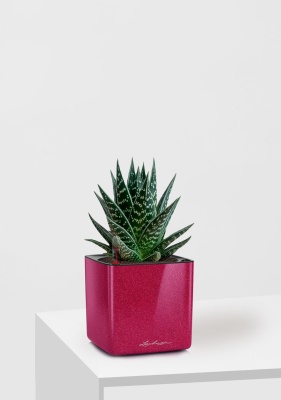 Алоэ Тики Таки 10/20 см в CUBE GLOSSY KISS 14