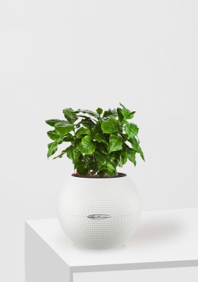 Кофе 12/30 см в PURO 20