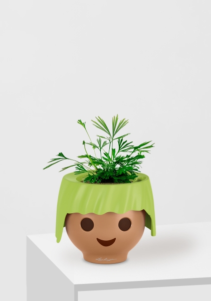 Актиниоптерис Австралийский 5/10 см в OJO