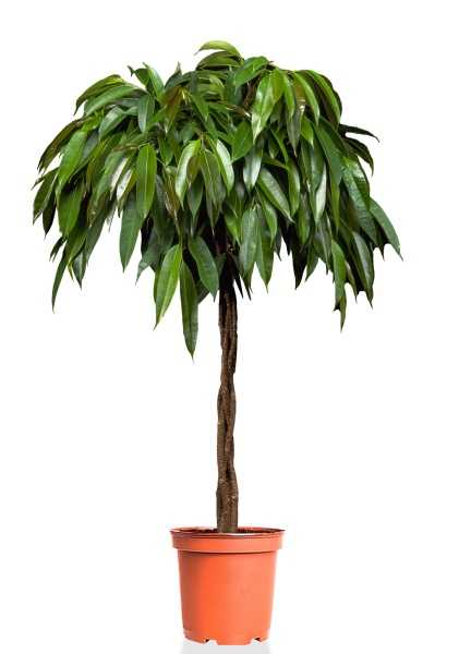 Фикус Биннендийка Амстел Кинг косичка d27 см h140 см