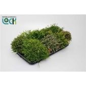 Рипсалис микс d12 см h15 см