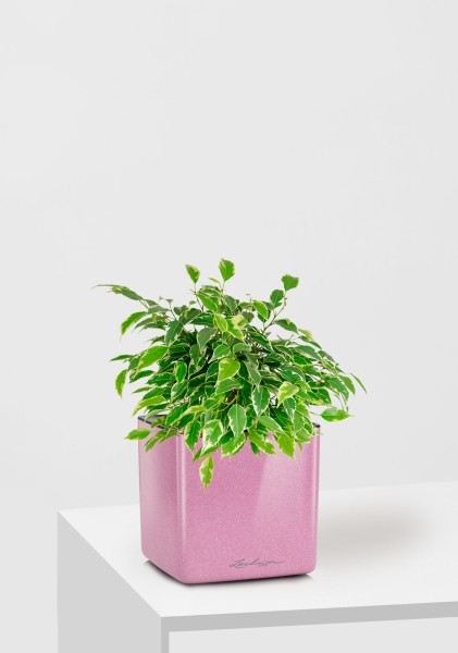 Фикус Бенджамина Кинки Пестрый 12/30 см в CUBE GLOSSY KISS 14