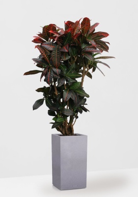Кротон (Кодиеум) Петра 31/130 см в CANTO STONE HIGH 40