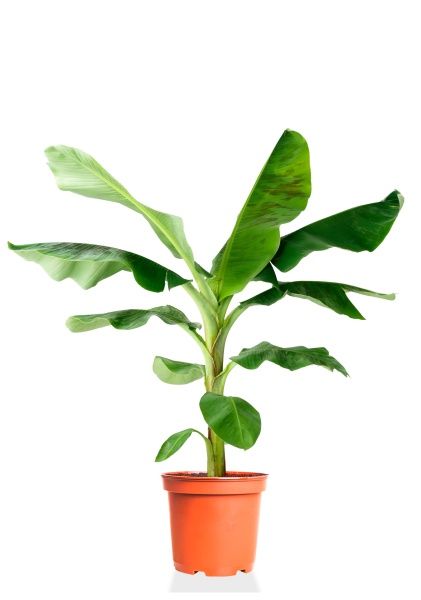 Банан 21/100 см