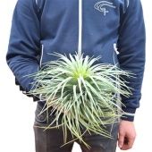 Тилландсия Silver Extreme d30 см h15 см