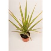 Драцена Маргината Биколор розетка d5.5 см h20 см