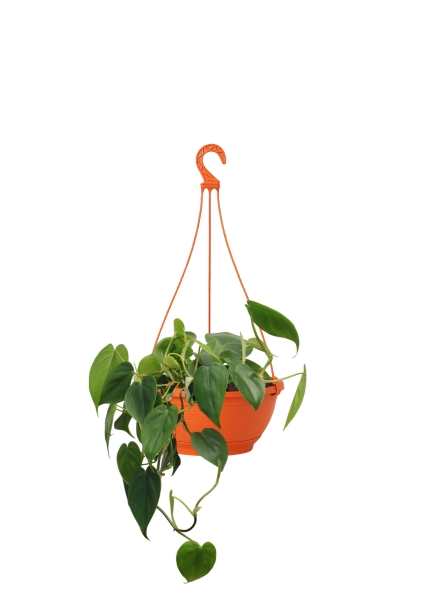 Филодендрон Сканденс 17/30 см