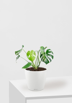 Монстера Делициоза 14/50 см в CLASSICO COLOR 18