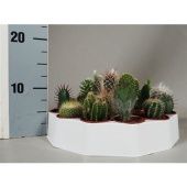 Кактусы микс d5.5 см h6 см Кактусы микс d5.5 см h6 см