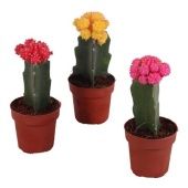 Гимнокалициум микс Grafted d8.5 см h20 см