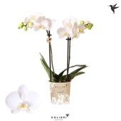 Фаленопсис 2 ствола Alaska 40+ (ok) d9 см h40 см