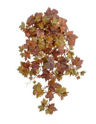 Кленовый куст жёлто-оранжевый микс