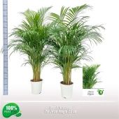 Хризалидокарпус Арека d24 см h155 см