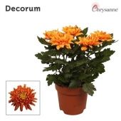 Хризантема Зембла оранж d17 см h35 см тип 2