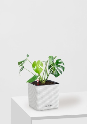 Монстера Делициоза 14/50 см в CUBE Color 16