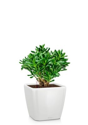 Крассула Хоббит 17/35 см в QUADRO LS 21, белый блестящий