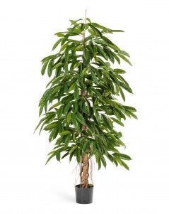 Лонгифолия широколистная