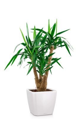 Юкка разветвленная 24/100 см в QUADRO LS 28, белый блестящий