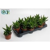 Алоэ Митриформис d10.5 см h20 см Алоэ Митриформис d10.5 см h20 см