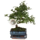 Бонсай Зельква d15 см h20 см