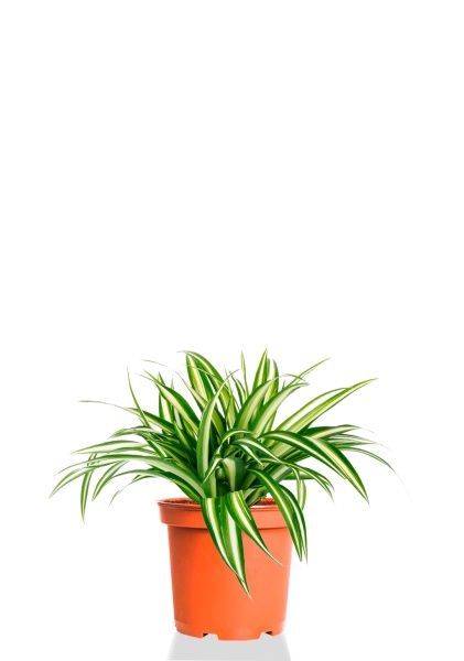 Хлорофитум Оушен 12/25 см