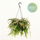 Рипсалис Ред Корал d17 см h25 см