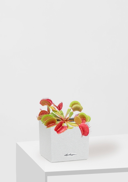 Венерина мухоловка 10 см в CANTO STONE 14