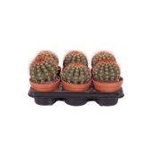 Мелокактус d13 см h25 см Мелокактус d13 см h25 см