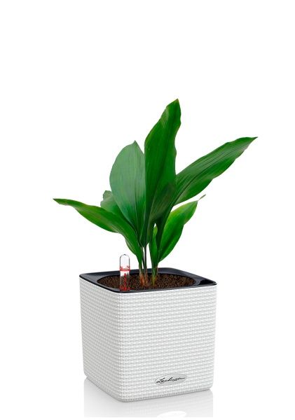 Аспидистра Элатиор 13/50 см в CUBE COLOR 16 Аспидистра Элатиор 13/50 см в CUBE COLOR 16