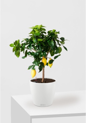 Цитрус Лимон 21/80 см в CLASSICO COLOR 28, белый