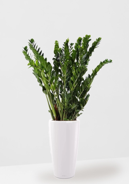 Замиокулькас 30/110 в RONDO 40 Замиокулькас 30/110 в RONDO 40