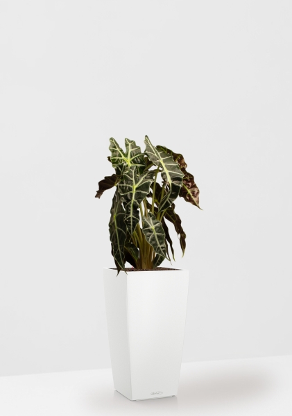 Алоказия Полли 17/50 см в CUBICO COLOR 22