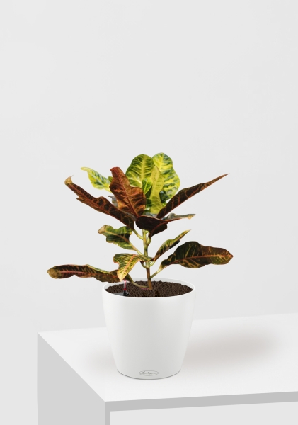 Кротон (Кодиеум) Миссис Айстон 14/50 см в CLASSICO COLOR 18 Кротон (Кодиеум) Миссис Айстон 14/50 см в CLASSICO COLOR 18