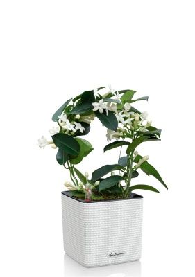 Стефанотис 12/30 см в CUBE COLOR 14, белый