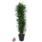 Драцена Джанет Крейг бранч разветвленная d40 см h210 см тип 1 Драцена Джанет Крейг бранч разветвленная d40 см h210 см тип 1