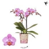 Фаленопсис 2 ствола Karlsruhe 22+ (ok) d9 см h40 см