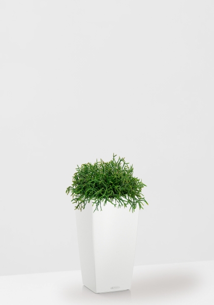 Рипсалис подвесной 17/30 см в CUBICO Color 22 Рипсалис подвесной 17/30 см в CUBICO Color 22