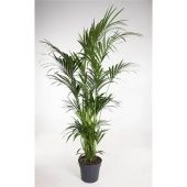 Ховея Форстериана d34 см h210 см