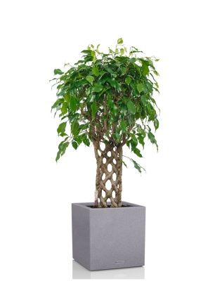 Фикус Экзотика решетка 23/100 см в CANTO STONE LOW 30, серый камень Фикус Экзотика решетка 23/100 см в CANTO STONE LOW 30, серый камень