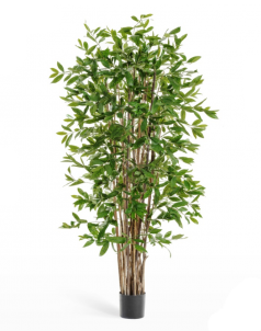 Драцена Саркула Спотти