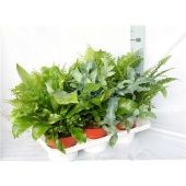 Папоротники микс Exclusive d17 см h50 см Папоротники микс Exclusive d17 см h50 см