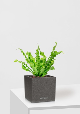 Асплениум Криспи 9/15 см в CANTO STONE 14