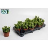 Алоэ Скуаросса d10.5 см h15 см