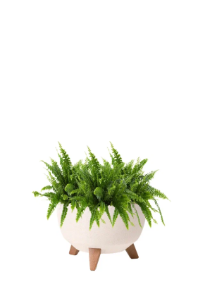 Папоротник Нефролепис Грин Леди 12/30 см НАБОР 3ШТ в миске ROMA ECO WOOD 240 Папоротник Нефролепис Грин Леди 12/30 см НАБОР 3ШТ в миске ROMA ECO WOOD 240