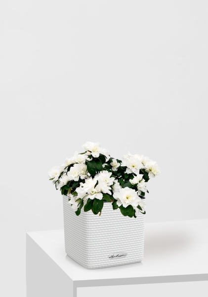 Азалия индика белая 12/25 см в CUBE Color 14 