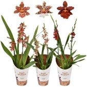 Орхидея Камбрия микс 2 ствола d12 см h55 см тип 1