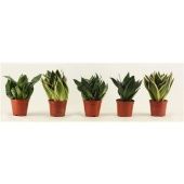 Сансевиерия Ханни микс d12 см h20 см