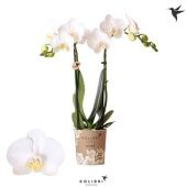 Фаленопсис Little Kolibri 2st Amabilis 22+ d9 см h40 см тип 2